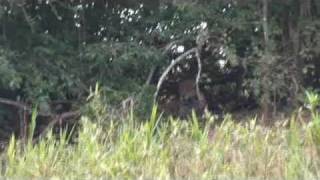 Jaguar video - Meeting of the Water State Park - Video by Ailton Lara - Pantanal tour guide