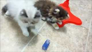 Rainy Days and Sundaes Always Make Me Smile