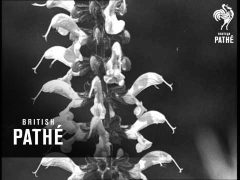 Secrets Of Nature - In All His Glory (1931)