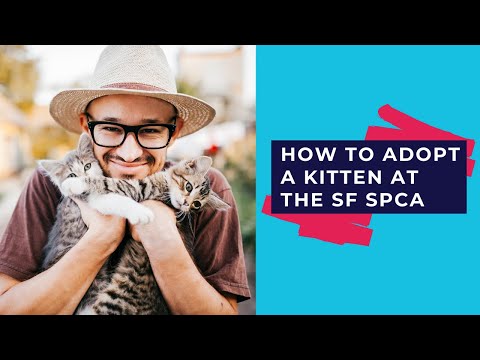 How to Adopt a Kitten at the SF SPCA