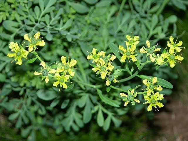 Рута душистая Ruta graveolens