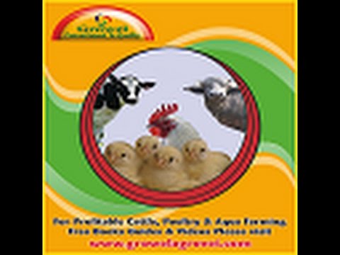 Veterinary poultry vitamin with mineral supplements, growel ...