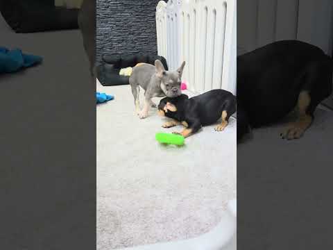 Video 1