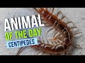 Centipede -- Bugs and Insects | Educational Animal Videos for Kids, Homeschoolers, and Teachers