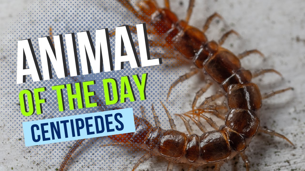 Centipede -- Bugs and Insects | Educational Animal Videos for Kids, Homeschoolers, and Teachers