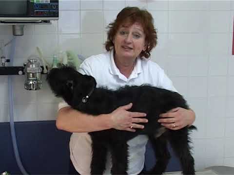 Bouvier des Flandres: Puppy Story (Episode 1 of 2)