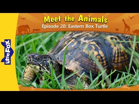 Meet the Animals 20 | Eastern Box Turtle | Little Fox | Animated Stories for Kids