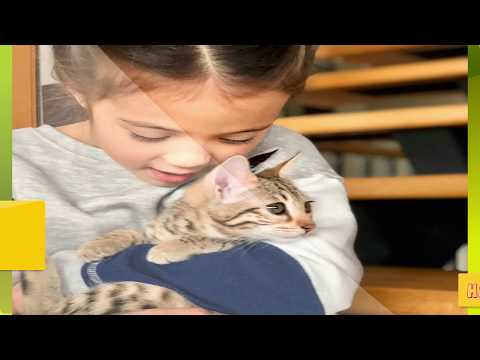 Savannah cats # 3 Things You Must Know About savannah cat