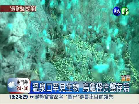 烏龜怪方蟹超耐熱 100度還能活