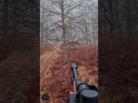 FAST DECISION | Identifying And Sparing A Wild Boar Sow