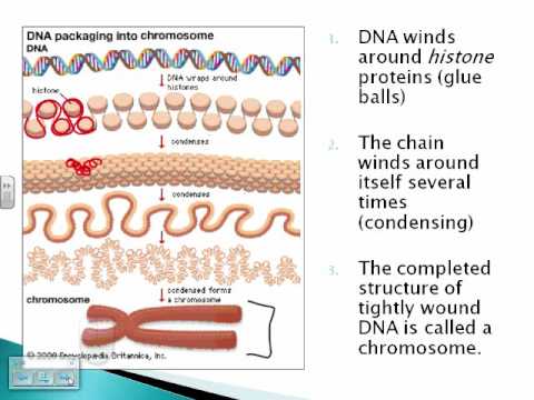 Genes & Chromosomes Part 1