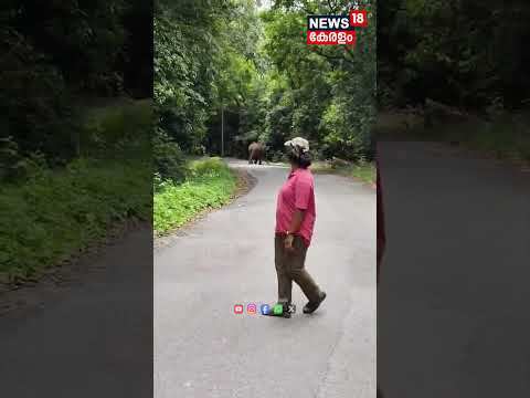 ചുരം പാതയില്‍ ബൈക്കിന് മുന്നിൽ കാട്ടാന; അദ്ധ്യാപകൻ രക്ഷപെട്ടത് തലനാരിഴക്ക് | Nelliyampathy | N18S
