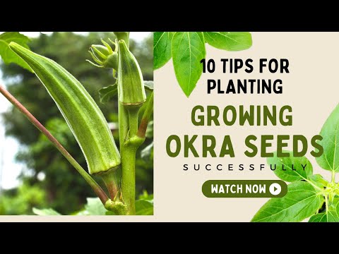 10 Tips for Planting and Growing Okra Seeds Successfully