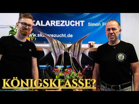 Altum Skalare – Zu Besuch bei Deutschlands Top-Züchter Simon Forkel