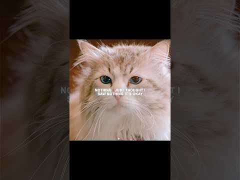 I should have been a better dad.#tvhow#ninelives #cat