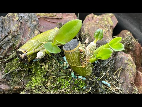 Chia Sẻ Cách Kích Keiki Từ Cuống Hoa
