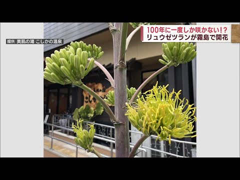 園芸 ハーバードリュウゼツラン