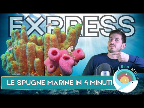 PORIFERI: LE SPUGNE MARINE E LA LORO " SEMPLICITA' " IN 4 MINUTI - BIOMARE EXPRESS #1- SUB H2O