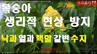 [복숭아재배ㅡ사과콜라TV] 핵할 원인.열과원인.낙과원인ᆞ갈변  종합 안내/쪼개지고 무르고 낙과되고? 왜그러지…