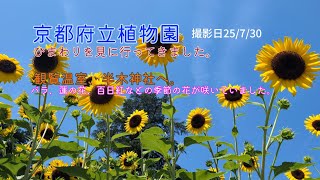 【京都府立植物園】ひまわりを見に行ってきました。園内見どころの観覧温室と半木神社へ。撮影日25/7/30。#flowers #風景 #japantravel #京都 #癒し