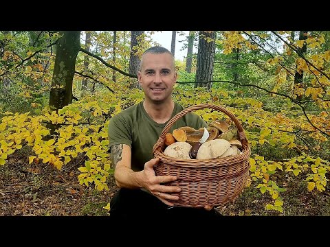 You can go there in the dark for MUSHROOMS - PINE FORESTS RULE - GREAT MUSHROOM PICKING!!! 🍄‍🟫🍄‍🟫🍄‍🟫