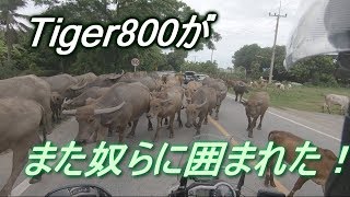 タイガー800 牛の大群に囲まれて身動き出来ません！EP.81