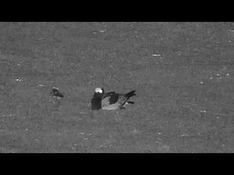 Djuma: Blacksmith Lapwing chicks meet the Hippo - 18:47 - 10/05/19