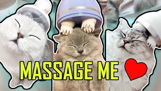 Download lagu Cat Electrical Massager No Cats Can Resist It... mp3