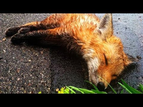 A Man Found A Dead Fox On The Side Of The Road  He Was NOT Prepared For What Happened 8 Hours Later