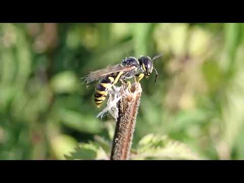 Philanthus triangulum ? - se nettoyant / cleaning itself - 2024-07-30 (P7300211)