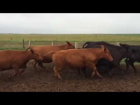 Vaquillonas A. Angus