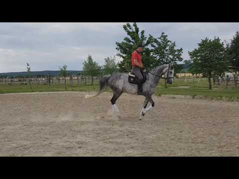 7j.Holsteiner Wallach  flatwork