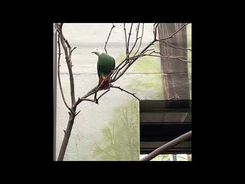 Schwarznackenfruchttaube (Black-Naped Fruit-Dove / Ptilinopus melanospila)