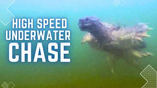 What Happens When You Encounter a GIANT Snapping Turtle!