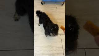 Video preview image #1 Cairn Terrier-Unknown Mix Puppy For Sale in Benton, LA, USA