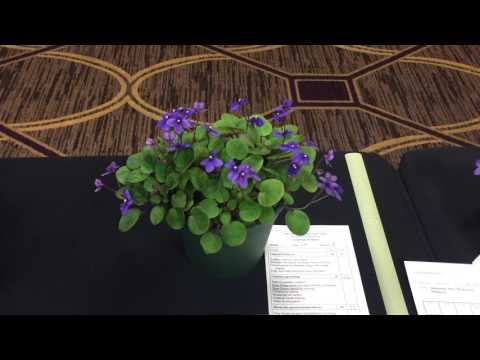 Saintpaulias in the Gesneriad Show