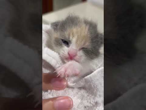 Kitten falling asleep after a warm buttbath😴 | cute kitten video | baby cat video | kitten #shorts