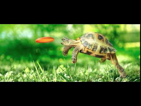 Minimal Criminal vs Krumelur - Disco Shit (Live Remix)