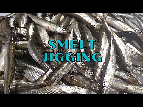 Isfiskeri efter smelt