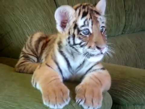 Tiger cub playing with a dog - II (Tigrinho brincando com cão)