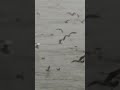 Seagull Frenzy