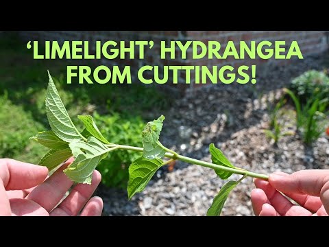 So ziehen Sie die Limelight-Hortensie (Hydrangea paniculata) aus Stecklingen