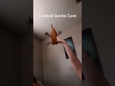 Crested Gecko Core #animalshorts #cuteanimals #crestedgecko #crestedgeckos #gecko #geckos