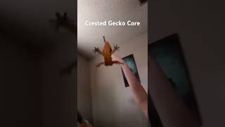 Download lagu Crested Gecko Core #animalshorts #cuteanimals #crestedgecko #crestedgeckos #gecko #geckos mp3 Download lagu Crested Gecko Core #animalshorts #cuteanimals #crestedgecko #crestedgeckos #gecko #geckos mp3