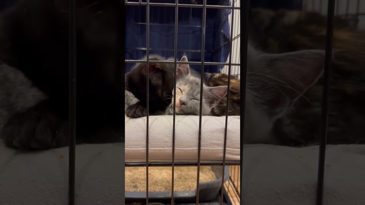 Frida, a ADOPTABLE Dilute Tortoiseshell in Hilton Head Island, SC video 5/5
