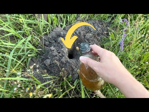 Pour it into the mounds. You'll get rid of moles from your entire garden.