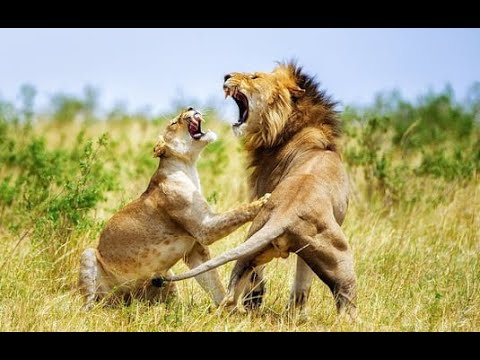 Africa Predatori letali - I Branchi rivali