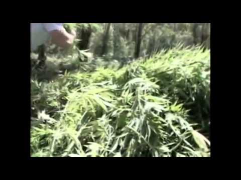 The Hemp Revolution