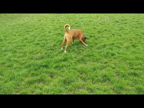 Well Heeled Hounds video.