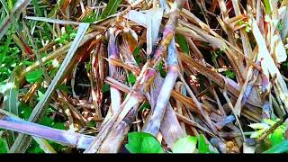 Download lagu cara pikat prenjak lumut dan pasang polot bersama Arif Channel mp3 Download lagu cara pikat prenjak lumut dan pasang polot bersama Arif Channel mp3